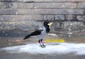 Crow with a piece of food in its beak is sitting on ice near a brick wall Royalty Free Stock Photo