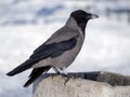 Crow portrait close up