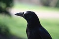 Crow portrait, Corvus corone