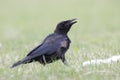 Crow portrait