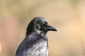 Crow portrait with light background