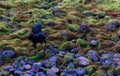 Crow posing in profile at edge of green algae field on stoney beach