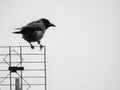The crow in precarious balance Royalty Free Stock Photo