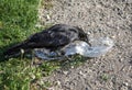 Crow pulls food out of plastic container Royalty Free Stock Photo