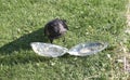 Crow pulls food out of plastic container Royalty Free Stock Photo