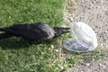Crow pulls food out of plastic container Royalty Free Stock Photo
