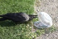 Crow pulls food out of plastic container