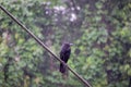 Crow in rain Royalty Free Stock Photo