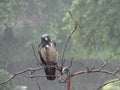 Crow in the rain Royalty Free Stock Photo