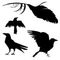 Crow, Raven, Bird, and Feather