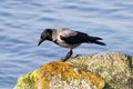 Crow and raven bird on the ground. Avifauna and wildlife. Birds flying and standing