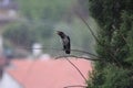 crow raven bird in the rain drups winter