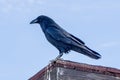 Crow or raven perched up on an old hut in death valley