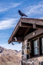 Crow or raven perched up on an old hut in death valley