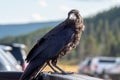 Crow or raven perched on vehicle in the park