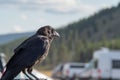 Crow or raven perched on vehicle in the park