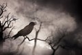 Crow or raven resting Royalty Free Stock Photo