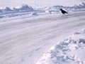 Crow raven on the snow