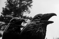 Crow and Raven Statue