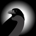 Crow raven vector illustration profile Royalty Free Stock Photo