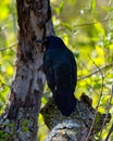 Crow at Rend Lake