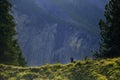 Crow romanian shepard dog in Kandersteg mountains. Switzerland