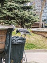 Crow scavenging in trash bin in park with green trees in background Royalty Free Stock Photo