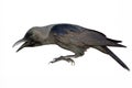 A crow is screaming, white background, isolated. Close-up portrait of a raven. Side view