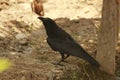 A crow is seeking food and water near my house. This black creature is treated god in the indian culture