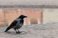 Crow on a sewer manhole Royalty Free Stock Photo