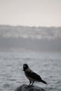 Crow on the shore of Bosporus strait in Istanbul, Turkey