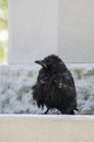 Crow after a shower
