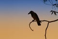 Crow silhouette