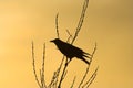 Crow Silhouette Royalty Free Stock Photo