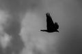 Crow Silhouette