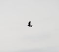 Crow silhouette in flight