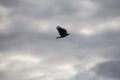 Crow silhouette flying