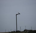 Crow silhouette on a lamp post