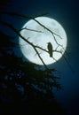 Crow silhouette by moonlight
