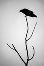 Crow - Silhouette
