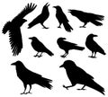 crow silhouette set, on white background, isolated Royalty Free Stock Photo