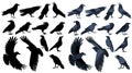 crow silhouette set, on white background, isolated Royalty Free Stock Photo
