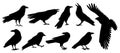 crow silhouette set, on white background, isolated Royalty Free Stock Photo