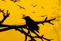 Silhouette of crow in a tree