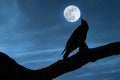 Crow silhouette standing on a branch at night Royalty Free Stock Photo