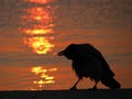 Crow silhouette at sunset Royalty Free Stock Photo