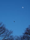 A crow silhouetted by the moon flies over the forest