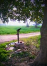 A crow sining on hand pump in village Royalty Free Stock Photo