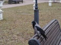 A crow sits on the back of a bench Royalty Free Stock Photo