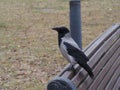 A crow sits on the back of a bench Royalty Free Stock Photo